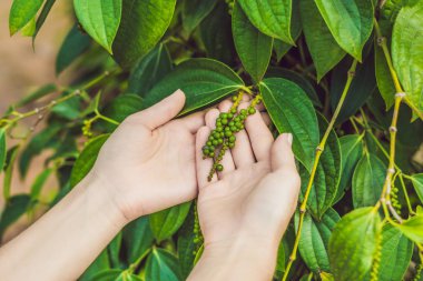 Vietnam, Phu Quoc karabiber çiftliğinde genç bir kadının elleri.