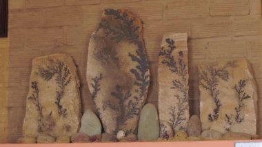 jeolojik kaya örnekleri üzerinde antik bitkilerin yazdırır