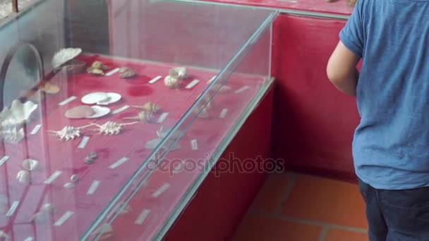 Niño en un museo natural mirando ejemplos de conchas marinas y tortugas de mar rellenas — Vídeos de Stock