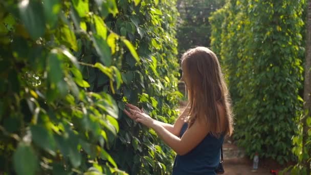 Foto em câmera lenta de uma jovem mulher visitando uma fazenda de pimenta na ilha Phu Quoc Vietnã — Vídeo de Stock