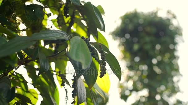 Fazenda Pimenta Preta Vietnã Phu Quoc — Vídeo de Stock