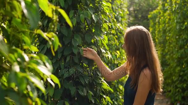 Foto Câmera Lenta Uma Jovem Mulher Visitando Uma Fazenda Pimenta — Vídeo de Stock