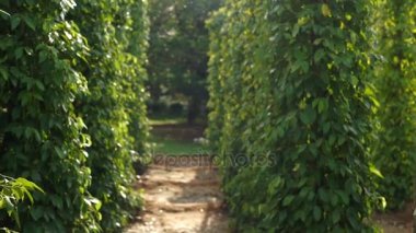 Vietnam, Phu Quoc karabiber çiftliği.