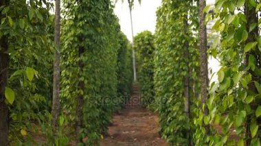 Vietnam, Phu Quoc karabiber çiftliği.