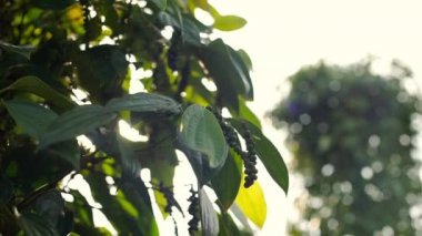Vietnam, Phu Quoc karabiber çiftliği.