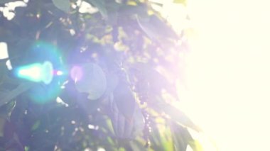 Vietnam, Phu Quoc karabiber çiftliği.