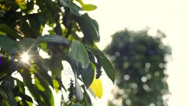 Vietnam, Phu Quoc karabiber çiftliği.