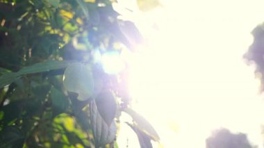 Vietnam, Phu Quoc karabiber çiftliği.