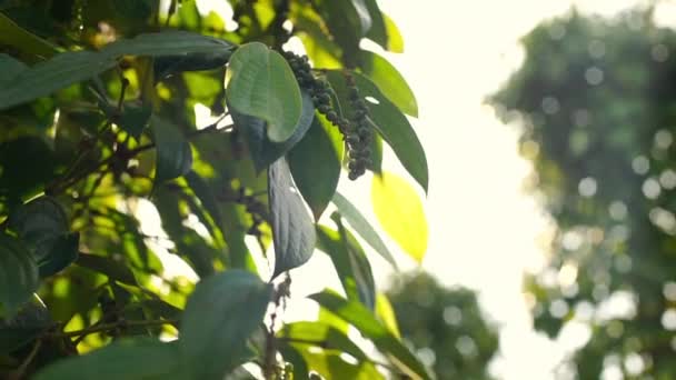 Fazenda Pimenta Preta Vietnã Phu Quoc — Vídeo de Stock