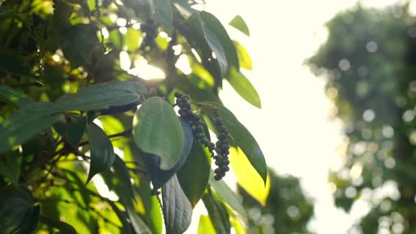 在越南的黑胡椒养殖场 富国岛 — 图库视频影像