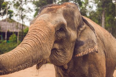 Hayvanat bahçesinde iki filler gıda için sor.