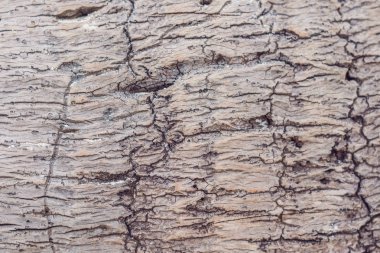 Çok eski bir ağaç doku, deniz kenarında yıkanmış bir palmiye ağacı.