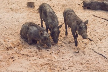 Yere warthogs kalan aile.