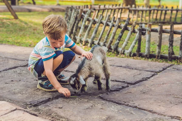 Petit Garçon Mignon Nourrit Une Petite Chèvre Nouveau Née Jour — Photo