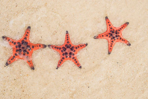 Red Starfish White Sand Sunny Tropical Beach — Stock Photo, Image