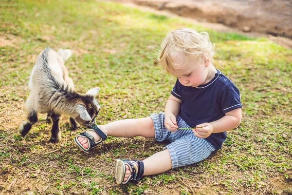 Mały Ładny Chłopiec Jest Karmienie Małe Kozy Noworodka Ciągu Dnia — Zdjęcie stockowe