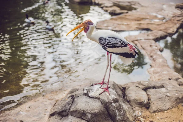 Vida Selvagem Floresta Tropical Aves Tropicais Exóticas Parque Pássaros — Fotografia de Stock