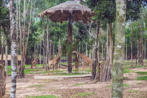 Giraffes Eat Tree Branches Safari Park — Stock Photo, Image