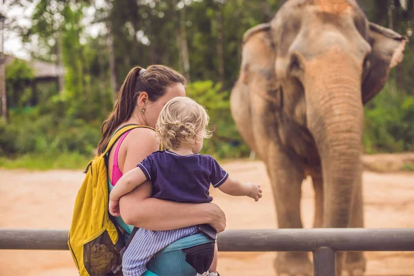 Мама Син Годувати Слон Зоопарку — стокове фото