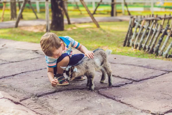 小さなかわいい男の子は昼間で新生児の小さなヤギを給餌します — ストック写真