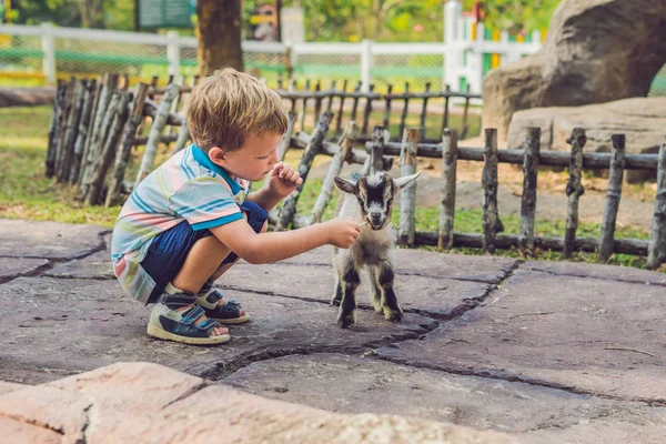 Petit Garçon Mignon Nourrit Une Petite Chèvre Nouveau Née Jour — Photo