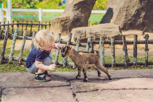 Liten Söt Pojke Matas Liten Nyfödd Get Dagtid — Stockfoto