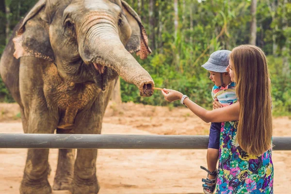 Мама Син Годувати Слон Зоопарку — стокове фото