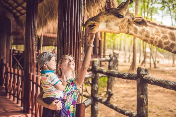 Mutlu Anne Izlemek Hayvanat Bahçesinde Zürafa Besleme Oğlu Mutlu Aile — Stok fotoğraf