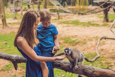 Anne ve oğlu Ring-tailed Maki - Lemur catta beslenir. Doğada güzellik. Sevişme Hayvanat Bahçesi kavramı.