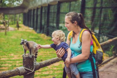 Anne ve oğlu Ring-tailed Maki - Lemur catta beslenir. Doğada güzellik. Sevişme Hayvanat Bahçesi kavramı.