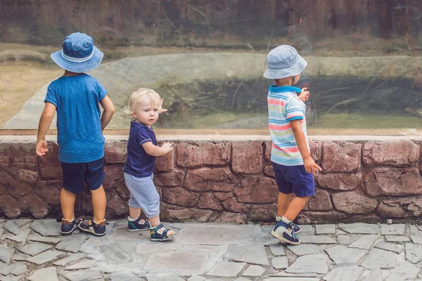 Garçons Regarder Les Reptiles Terrarium Travers Verre — Photo