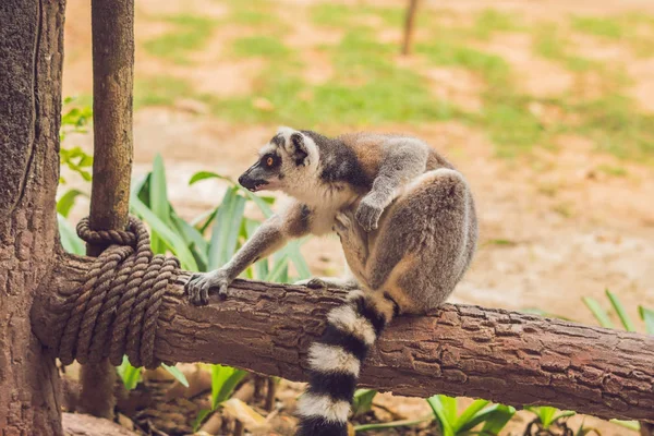 Lemur Catta Senta Uma Cerca Zoológico — Fotografia de Stock