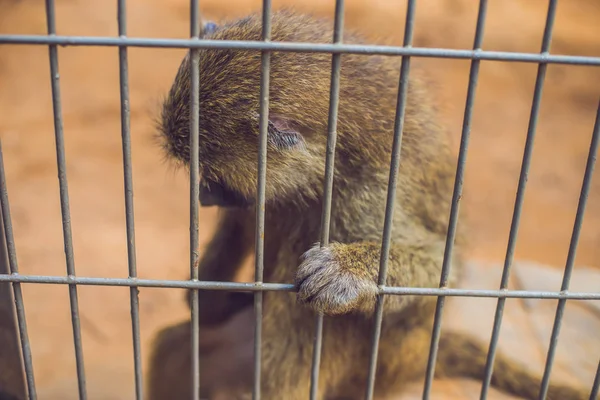 Sad Monkey Locked Cage Prisoner — Stock Photo, Image