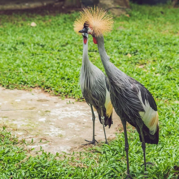 Wildlife and rainforest exotic tropical birds in a bird park.