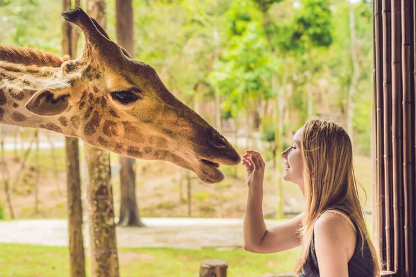 Happy Young Woman Watching Feeding Giraffe Zoo Happy Young Woman — Stock Photo, Image