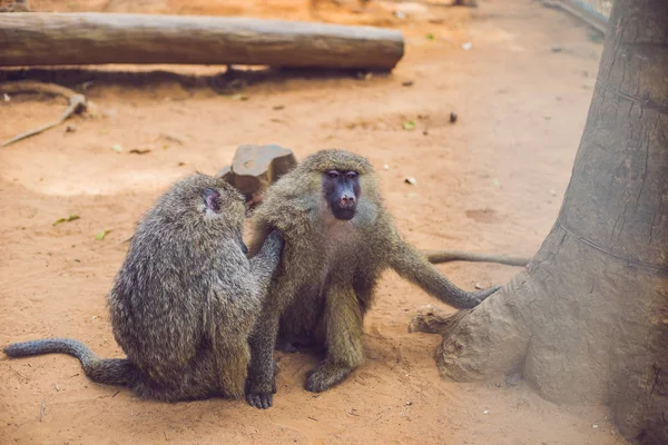 Mono Está Buscando Pulgas Otro Mono —  Fotos de Stock