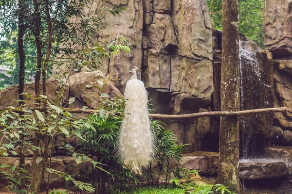 White Peacock Sitting Branch Park — Stock Photo, Image