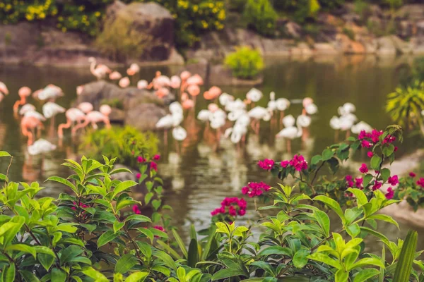 Zwerm Vogels Van Roze Flamingo Een Vijver Hong Kong Park — Stockfoto