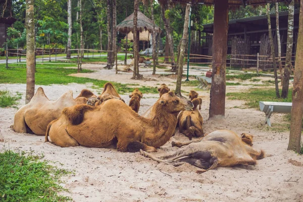 Camels Repos Sur Ferme Après Déjeuner — Photo