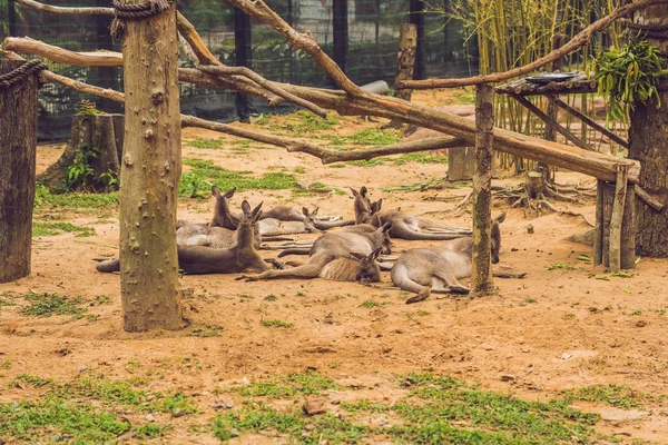 Kanguru Aile Parkta Dinleniyor — Stok fotoğraf