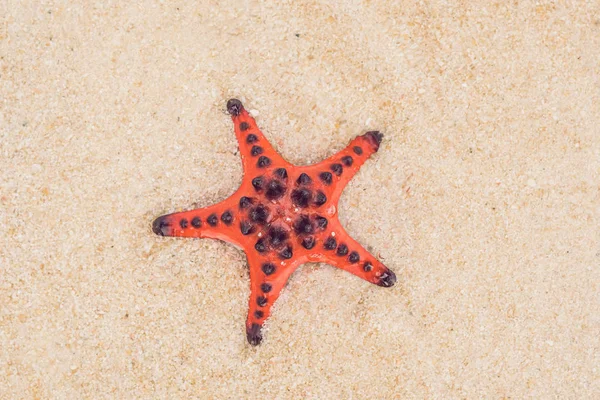 Röd Sjöstjärna Vit Sand Solig Tropisk Strand — Stockfoto