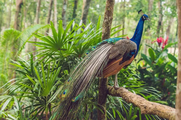 Павлин Сложенным Хвостом Тропическом Парке — стоковое фото