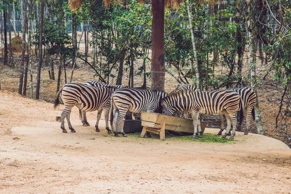 Las Cebras Comen Hierba Verde Parque Safari — Foto de Stock