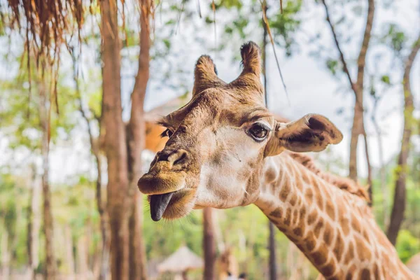 Portrait Giraffe Thatched Roof — Stock Photo, Image