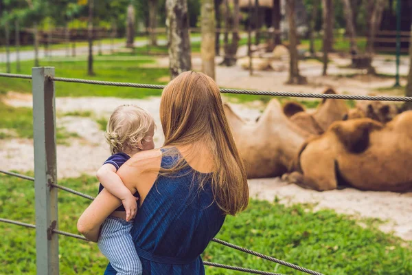 母と息子を見て 動物園のラクダ — ストック写真