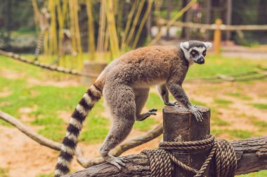 Lemur catta bir çit hayvanat bahçesinde oturur.