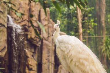 bir dal parkta oturan beyaz tavus kuşu.