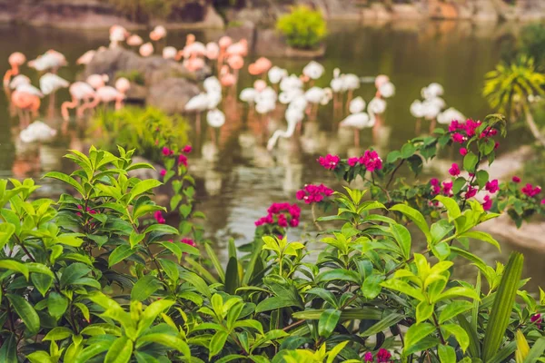 Flamingo Auf Teich Zoo Vor Einem Hintergrund Aus Blumen — Stockfoto