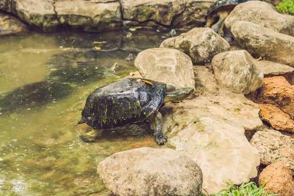 Огромная Черепаха Отдыхает Парке Пруда — стоковое фото