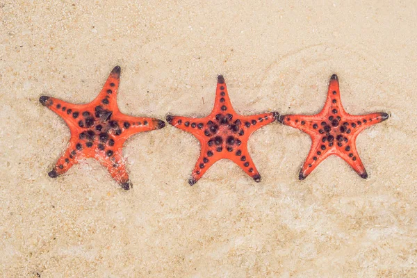 Red Starfish White Sand Sunny Tropical Beach — Stock Photo, Image